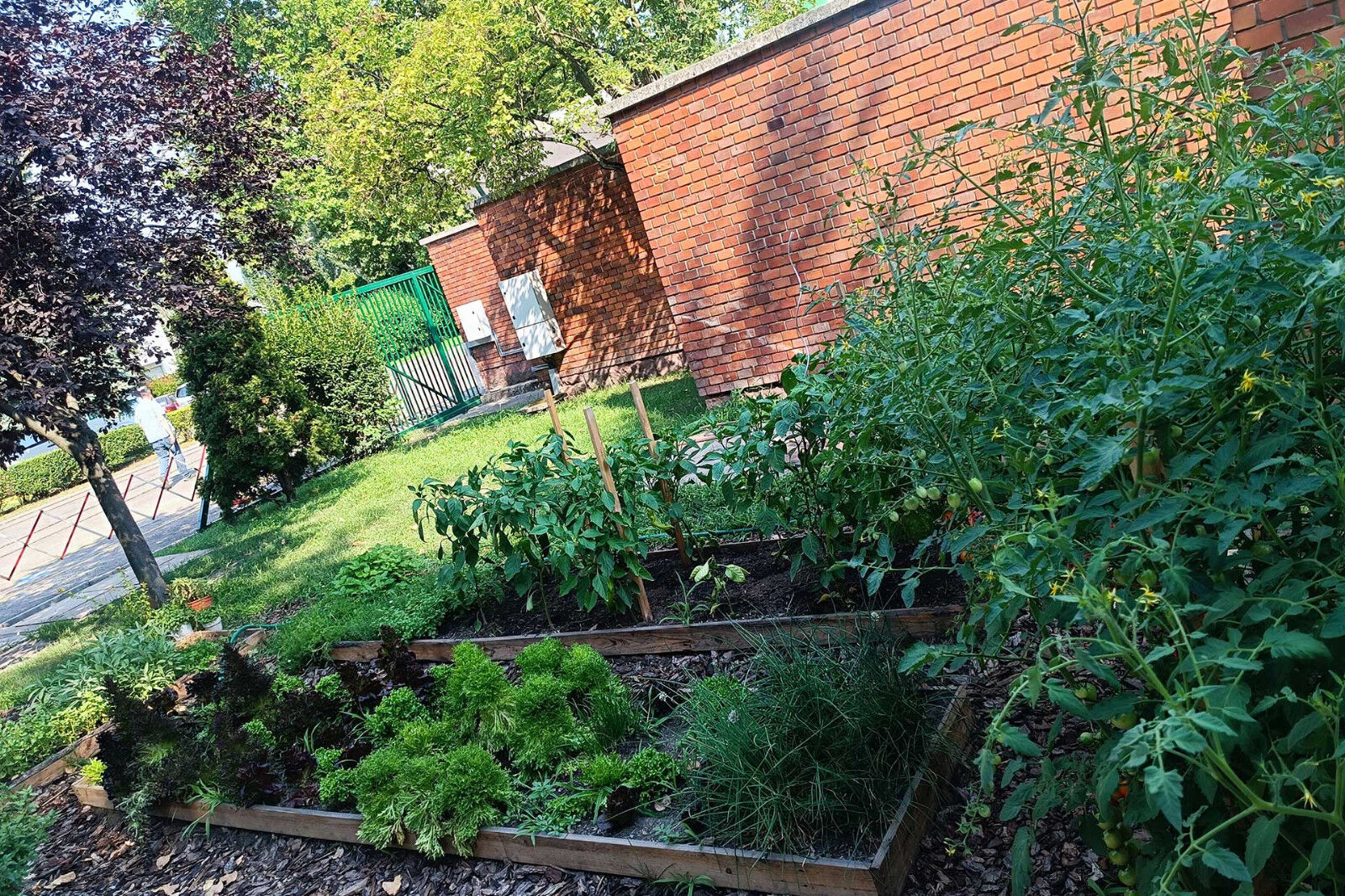 A garden with various useful plants